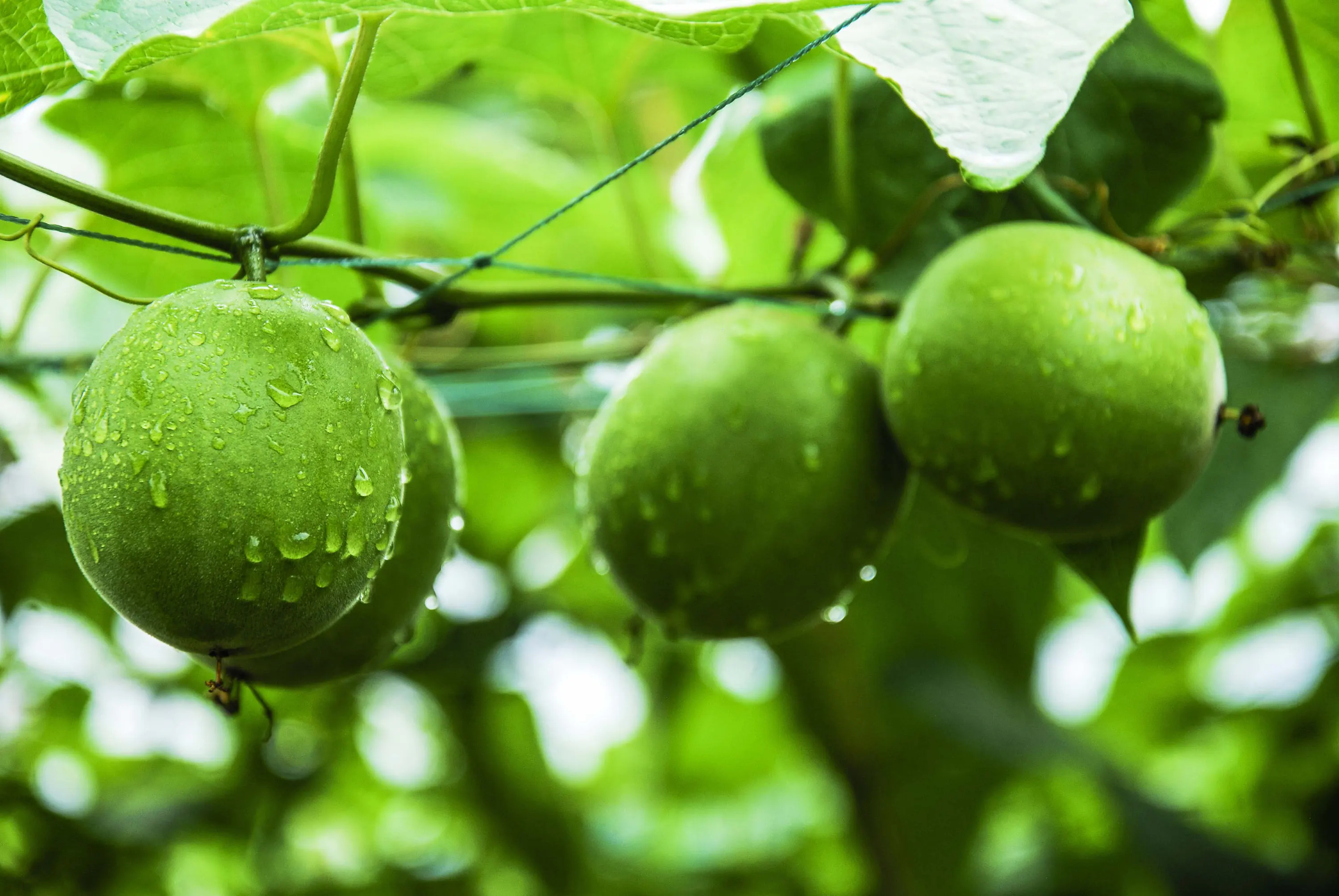 The Immortals' Fruit